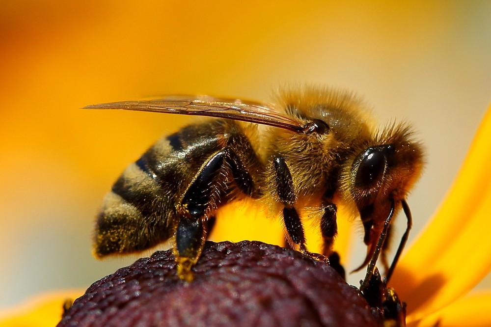 biene-am-sonnenhut - imkerei my-bienen.de in hagen